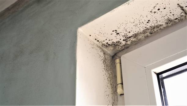 Trusted Vineyard Haven, MA Mold Removal Experts