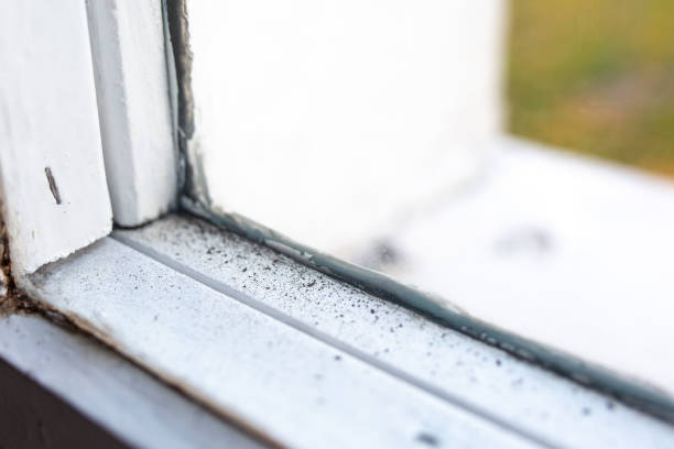 Best Biohazard Mold Removal  in Vineyard Haven, MA