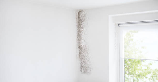 Best Airborne Mold Testing  in Vineyard Haven, MA