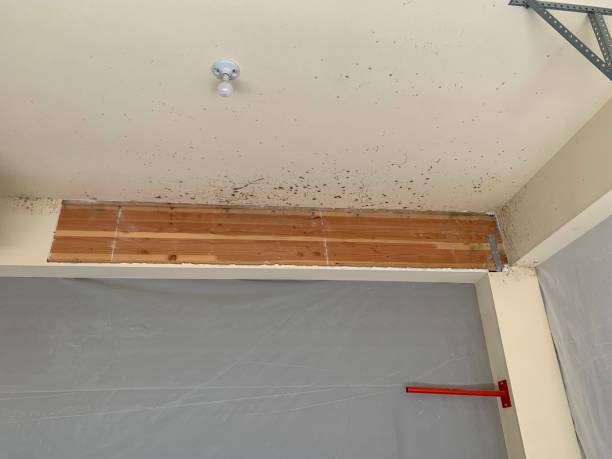 Best Mold Prevention Services  in Vineyard Haven, MA