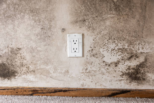 Environmental Consulting for Mold Prevention in Vineyard Haven, MA