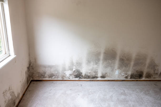 Best Water Damage & Mold Remediation  in Vineyard Haven, MA