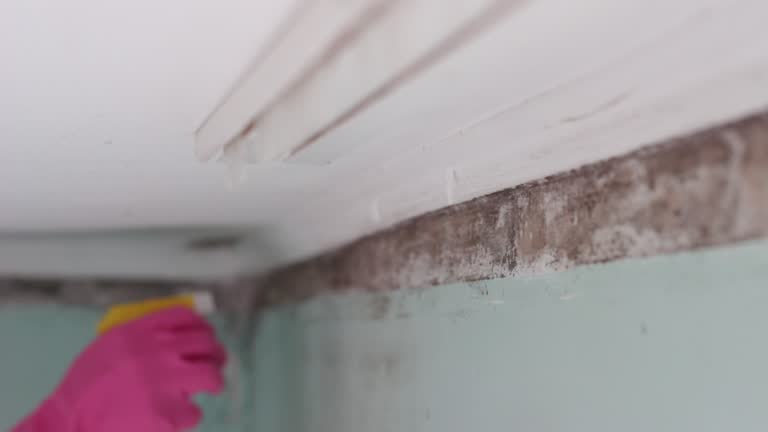 Best Residential Mold Inspection & Testing  in Vineyard Haven, MA